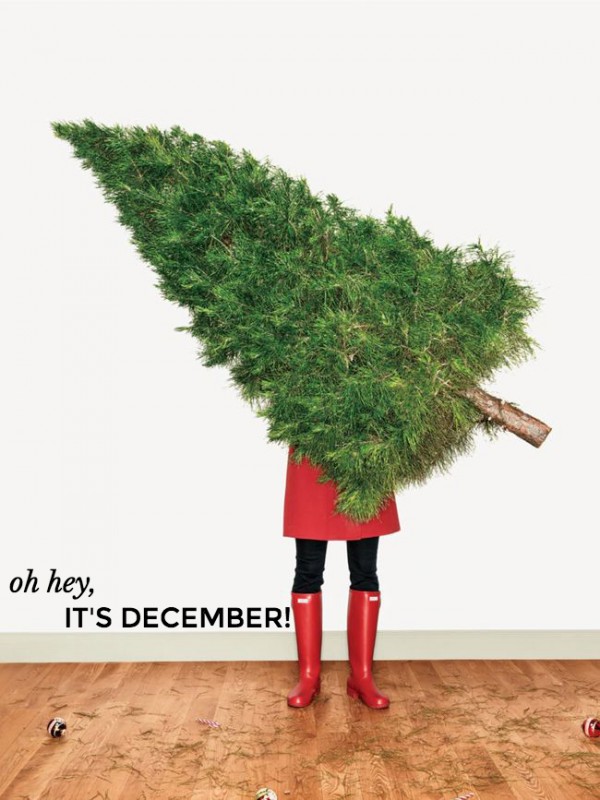 christmas tree, holidays, december, picking a christmas tree