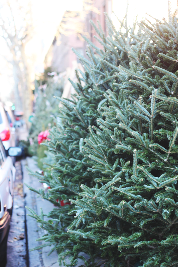 this holiday, christmas nyc, christmas nyc 2014, christmas trees, christmas tree sidewalk