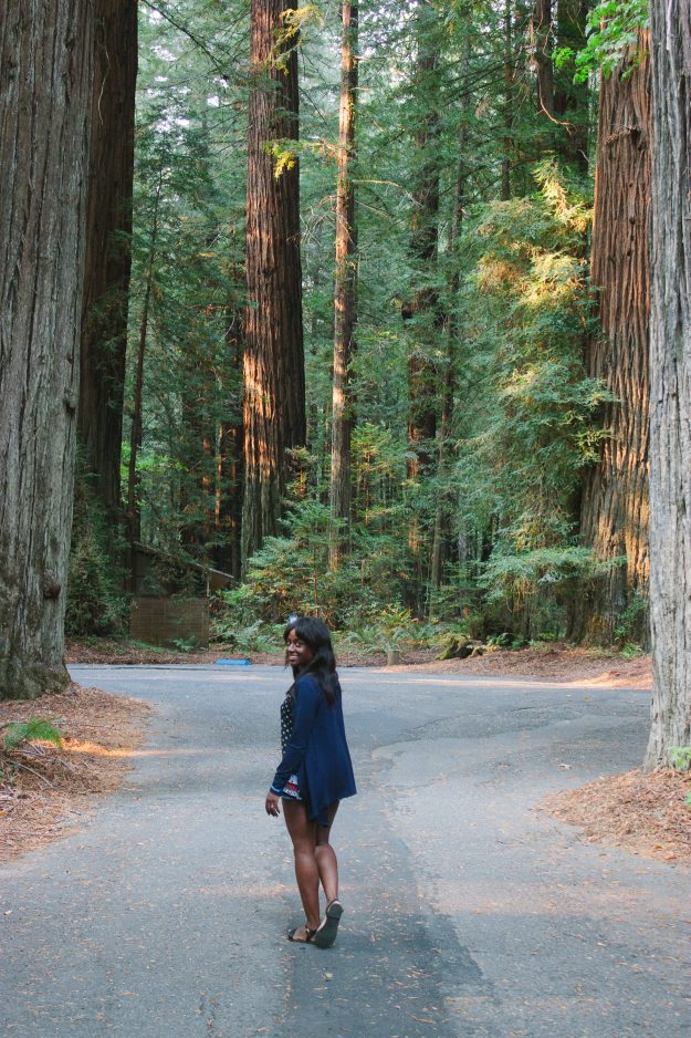 redwoods, national park, state park, road trip, redwood forest, redwoods california
